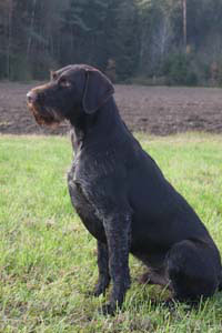 Birko vom Jura-Grund 6